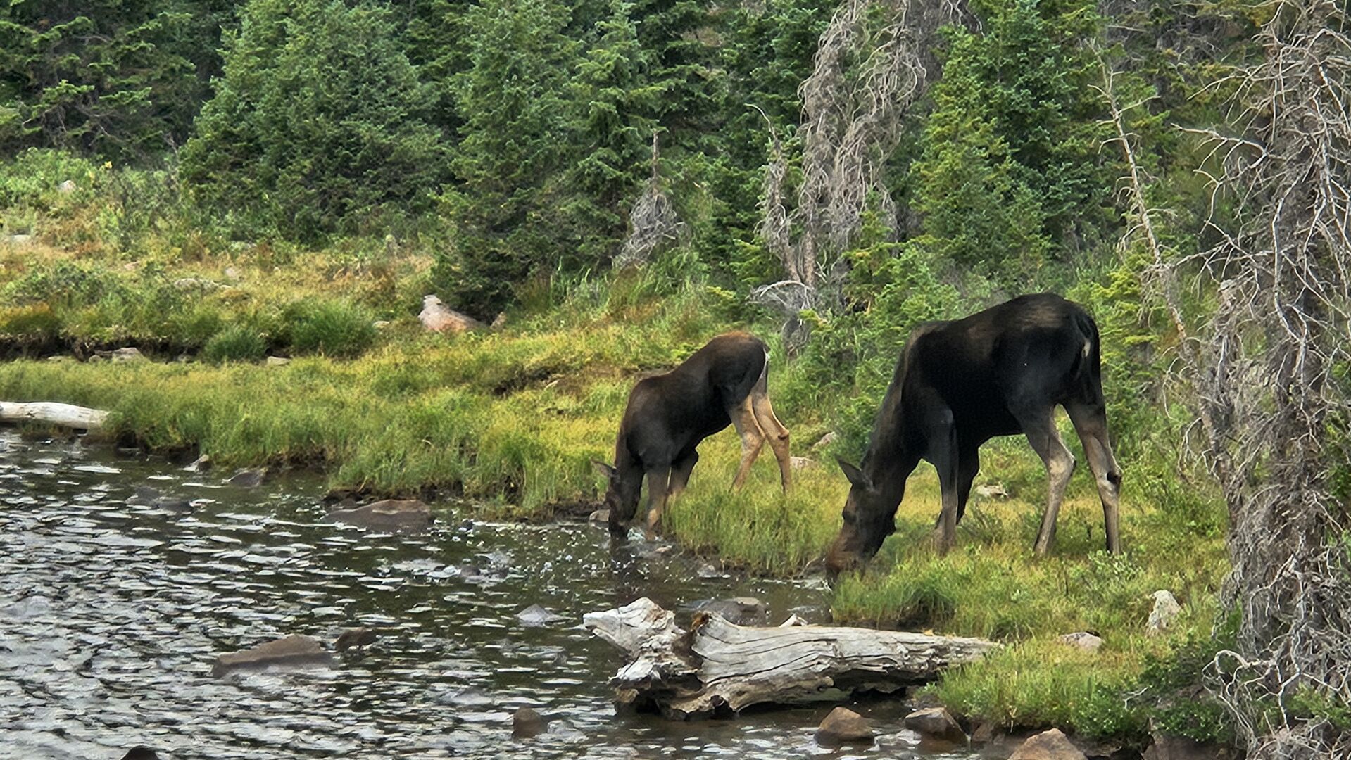Logan's Troop 1 seeing Moose by a lake